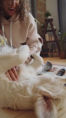 Mutlu Golden Retriever köpeğinin dikey çekimi evde yerde yatar ve neşeli bayan sahibinin karın masajının keyfini çıkarır.