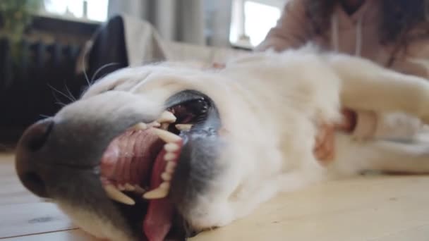 Gros Plan Adorable Chien Récupérateur Couché Sur Sol Maison Respirant — Video