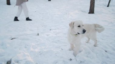 Heyecanlı Golden Retriever köpeği kış günü parkta oynarken kadın sahibinin tuttuğu oyuncakları yakalamaya çalışıyor.