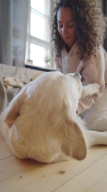 Güzel Golden Retriever köpeğinin dikey pozu. Evde yerde yatar ve kadın sahibinin göbek masajının keyfini çıkarır.