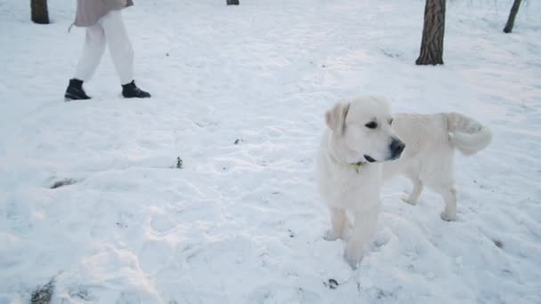 Opgewonden Golden Retriever Hond Rennen Springen Proberen Speelgoed Gehouden Door — Stockvideo