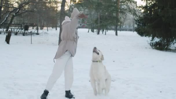 Kobieta Odzieży Wierzchniej Trzyma Zabawki Liny Podczas Zabawy Golden Retriever — Wideo stockowe