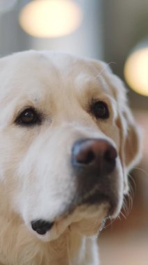 Golden Retriever köpeğinin evde yatarken kameraya baktığı dikey yakın çekim.