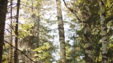 Ağaçların alçak açılı görüntüsü ve yeşil yaprakların arasından parlayan güneş.