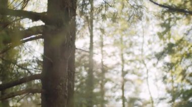 Seçici odak, yaz günü ormanda yeşil yapraklı ağaçların görüntüsünü eğer.