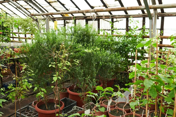 식물 이 있는 온실 — 스톡 사진