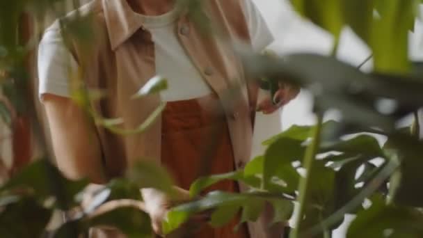 정원을 돌보는 녹색의 식물에 뿌리고 여자들의 만년설을 들여다볼 수있다 — 비디오