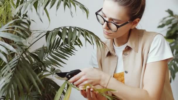 안경다리를 아름다운 이식물 가게에서 일하는 초본을 가지치기하고 샤마에 도리아 야자나무를 — 비디오