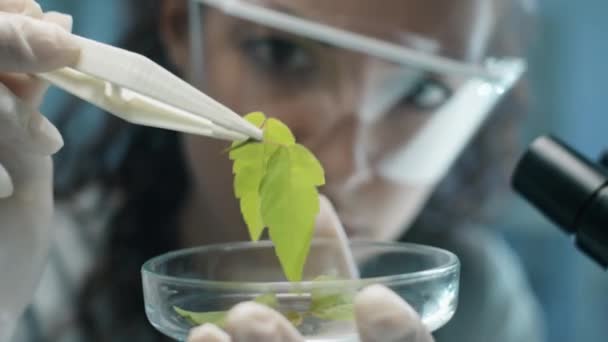 Primer Plano Enfoque Selectivo Bióloga Guantes Que Sostienen Hoja Verde — Vídeos de Stock