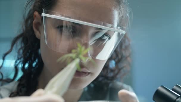 Messa Fuoco Selettiva Giovane Biologa Femminile Occhiali Protettivi Che Tengono — Video Stock