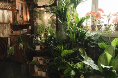 Yeşil saksı bitkileriyle dolu ev odası.