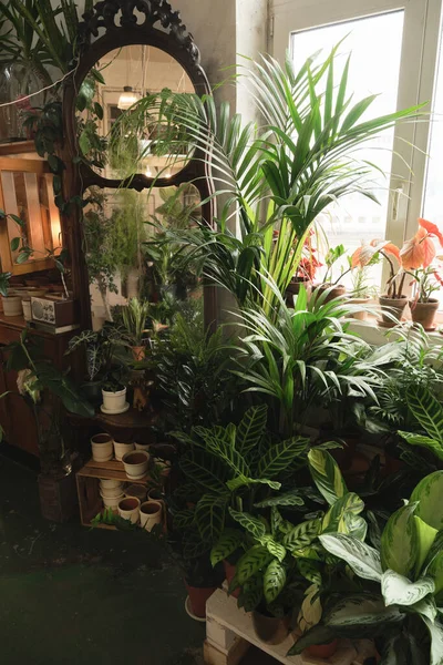 Odada egzotik yeşil bitkiler — Stok fotoğraf