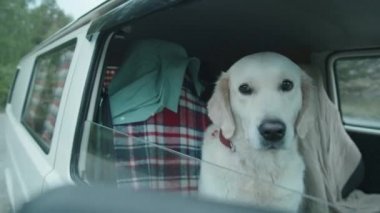 Minibüsün yolcu koltuğunda oturan sevimli Golden Retriever köpeğinin arkası.