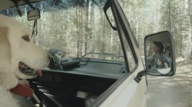 Yaz tatilinde kamyonette bayan sahibiyle seyahat ederken pencereden dışarı bakan sevimli Golden Retriever köpeği.