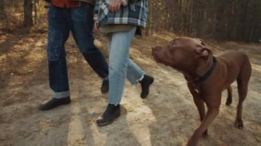 Neşeli Kafkasyalı çift, güneşli bahar gününde ormanda el ele tutuşup pitbull köpeğiyle yürüyor.