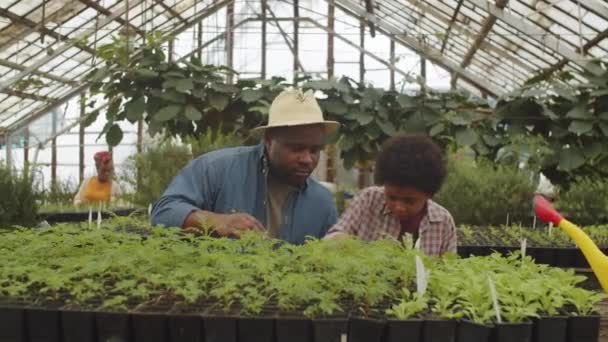 Afroamerykański Chłopiec Pomaga Ojcu Hodowli Roślin Farmie Szklarniowej — Wideo stockowe