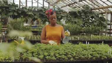 Eldivenli güzel Afro-Amerikalı kadın sera çiftliğinde bitkileri ilaçlıyor.