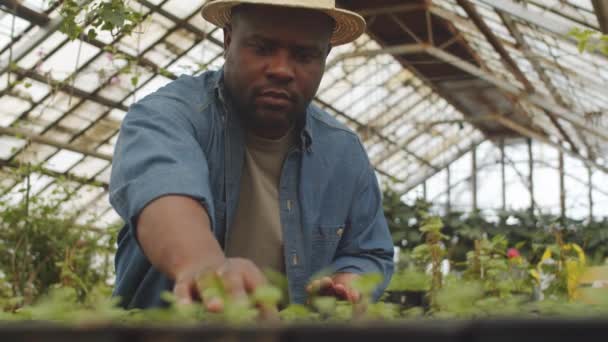 Afroamerykański Rolnik Słomkowym Kapeluszu Wkładający Nasiona Roślin Gleby Podczas Pracy — Wideo stockowe