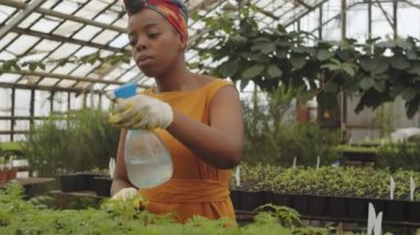 Eldivenli Afro-Amerikalı kadın çiftçi serada çalışırken bitkileri ilaçlıyor.