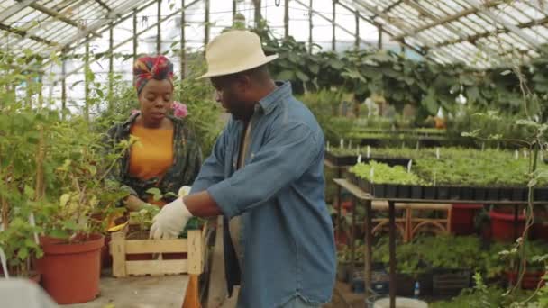 Hombre Afroamericano Descargando Plantas Cajón Hablando Con Esposa Mientras Trabajan — Vídeos de Stock