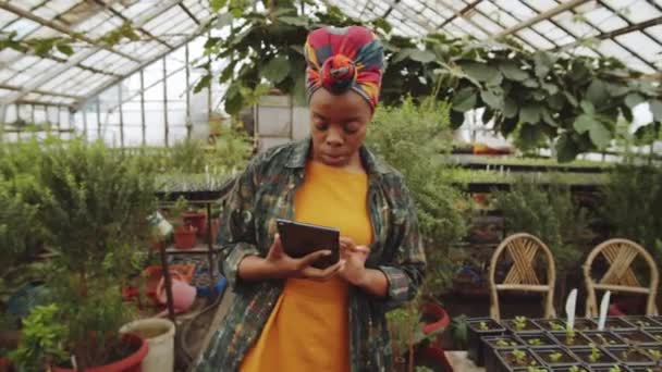 Mujer Afroamericana Caminando Invernadero Examinando Plantas Usando Tableta Digital — Vídeos de Stock