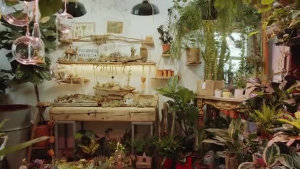 Yeşil Bitkilerle Dolu Içinde Insan Olmayan Rahat Bir Odanın Görüntüsünü — Stok video