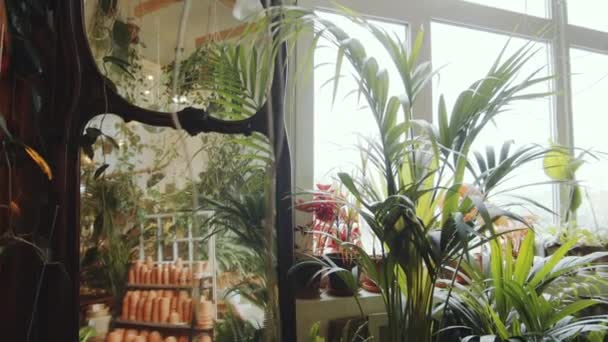 花店里绿色植物中间的大木框镜片倾斜下来 — 图库视频影像