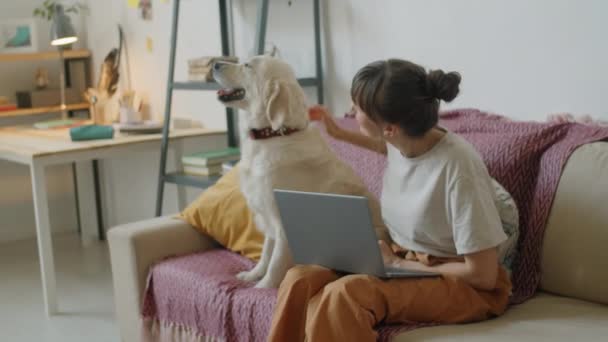 Young Woman Sitting Laptop Sofa Living Room Petting Cute Golden — Stock Video