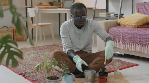 Jeune Homme Afro Américain Gants Caoutchouc Rempotage Plante Intérieur Tout — Video