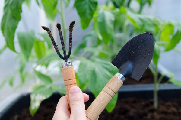 Shot of Organic garden with gardening tools and organic vegetables Illustration banner with copy space