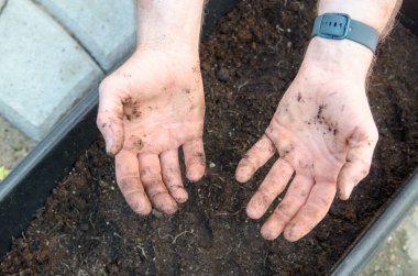 Bahçıvanın serada toprak ve toprakla kirli ellerini göstermesi. Bahçe üstüne bahçe işleri ve bitki bakım evinde peyzaj..