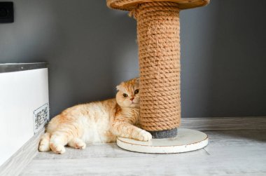 Bir kedi portresi. İskoç Shorthair kedisi. Kedi beyaz bir zeminde yatar ve kameraya bakar.