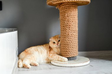 Bir kedi portresi. İskoç Shorthair kedisi. Kedi beyaz bir zeminde yatar ve kameraya bakar.