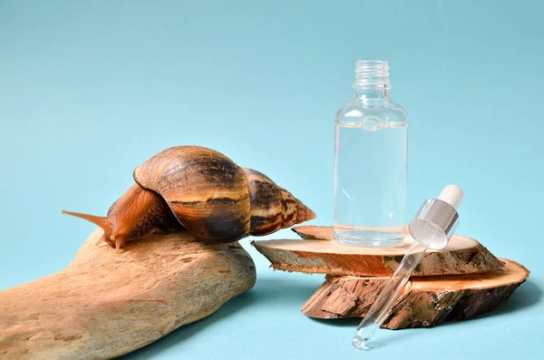 Shot of a cosmetic serum with extract of snail slime and a snails on a wood. snail mucus extract.