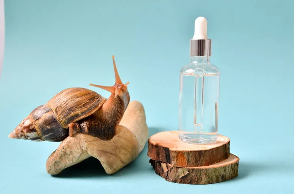 Shot of a cosmetic serum with extract of snail slime and a snails on a wood. snail mucus extract.