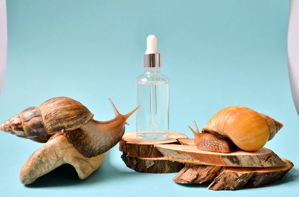 Shot of a cosmetic serum with extract of snail slime and a snails on a wood. snail mucus extract.