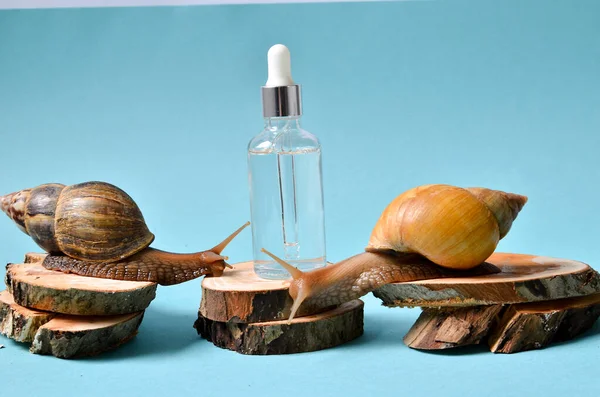 Shot of a cosmetic serum with extract of snail slime and a snails on a wood. snail mucus extract.