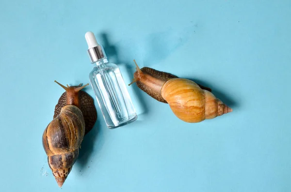 Shot of a cosmetic serum with extract of snail slime and a snails on a wood. snail mucus extract.