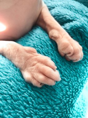 Kanadalı bir sfenks kedisinin pençeleri evdeki mavi yeşil kanepede yatıyor.