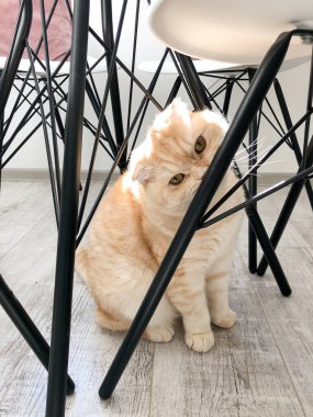 Evde İskoç kedisi var. Evde güneşin tadını çıkaran kedi..