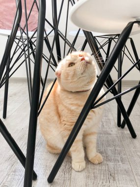 Evde İskoç kedisi var. Evde güneşin tadını çıkaran kedi..