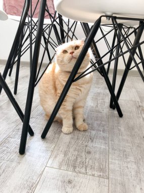 Evde İskoç kedisi var. Evde güneşin tadını çıkaran kedi..