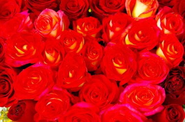 Sarı üzerine pembe, kırmızı ve şeftali rengi güller, kadınlar günü için duvar kağıdı.