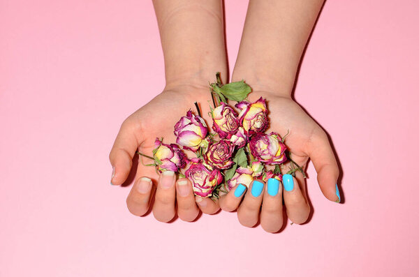 Shot of stylish trendy female manicure. Beautiful young woman's hands on pink background with dry roses