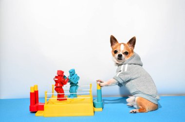 Spor malzemeli küçük bir köpek chihuahua 'sı. Spor, spor, vücut geliştirme konsepti. Köpek eşofman giyiyor, köpek beyaz arka planda soyutlanıyor.