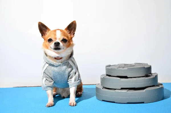 Shot of a little dog chihuahua with sports equipment. Sport, fitness, bodybuilding concept. Dog wearing little tracksuit, dog isolating on white background