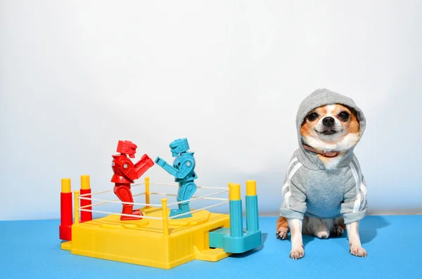 Shot of a little dog chihuahua with sports equipment. Sport, fitness, bodybuilding concept. Dog wearing little tracksuit, dog isolating on white background