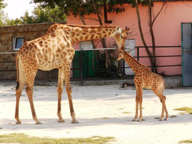 Anakart kılavuzları