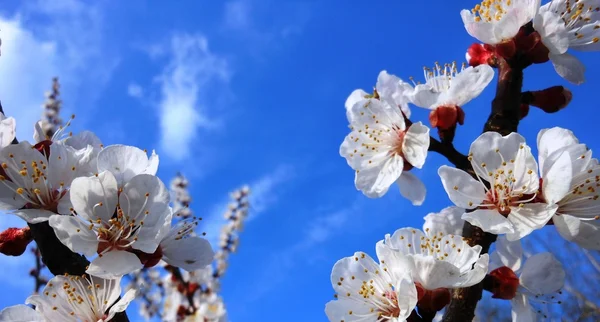 Blossoming apricot — Stock Photo, Image
