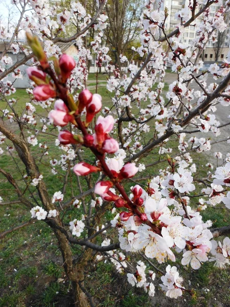 Abricot en fleurs — Photo